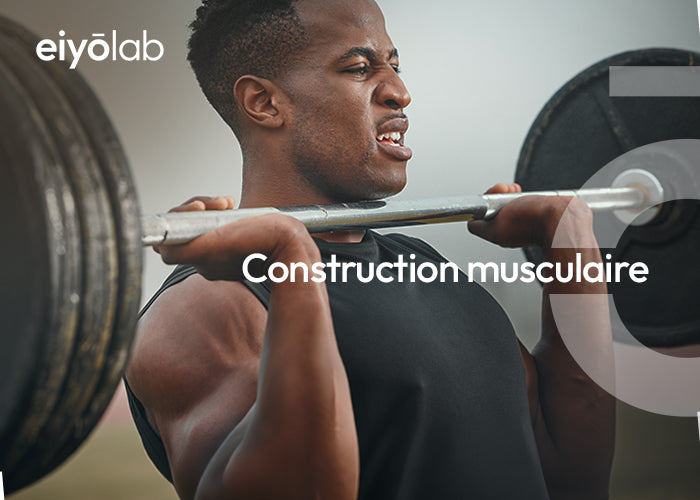 Construction musculaire